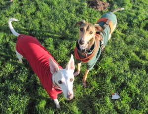 Out with her friend Hebe Whippet