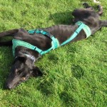 Having a roll on the grass.