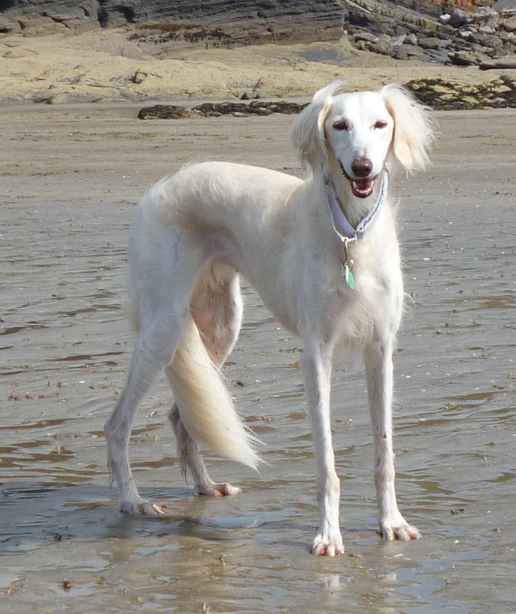 saluki adoption uk